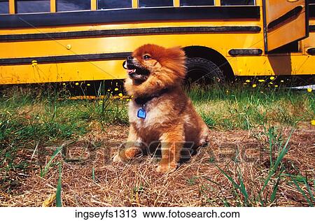 Little Dog Standing By Schoolbus View Large Photo Image Stock Image - Little Dog Standing By Schoolbus. Fotosearch