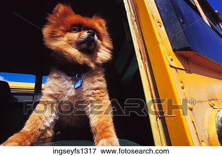 Little Dog Standing in Schoolbus View Large Photo Image Stock Photo - Little Dog Standing in Schoolbus. Fotosearch