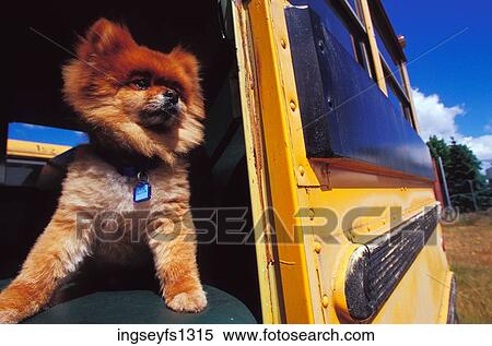 Little Dog Standing in Schoolbus View Large Photo Image Stock Photography - Little Dog Standing in Schoolbus. Fotosearch