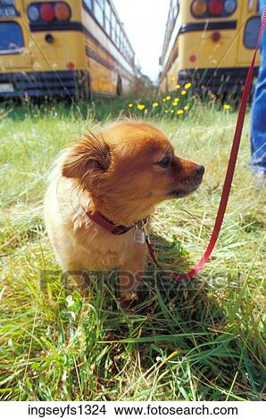 Little Dog Walking on a Leash View Large Photo Image Picture - Little Dog Walking on a Leash. Fotosearch