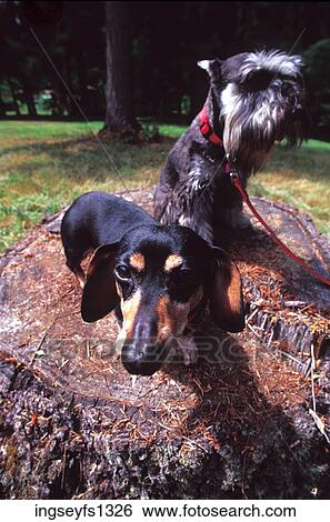 Stock Photograph - Little Dogs Sitting on a Tree Stump. Fotosearch
