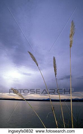 Stock Image - Long Grass Growing by the Ocean. Fotosearch