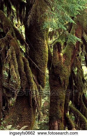 Mossy Trees View Large Photo Image Stock Image - Mossy Trees. Fotosearch