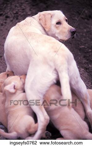 Mother Dog Feeding Puppies View Large Photo Image Stock Image - Mother Dog Feeding Puppies. Fotosearch
