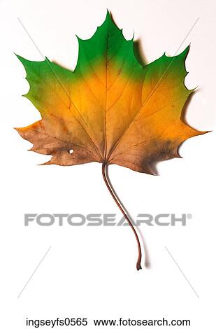 Multi-Colored Autumn Leaf View Large Photo Image Stock Photography - Multi-Colored Autumn Leaf. Fotosearch