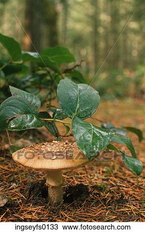 Mushroom in the Woods View Large Photo Image Stock Image - Mushroom in the Woods. Fotosearch