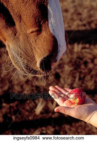 Picture - Offering a Horse an Apple. Fotosearch