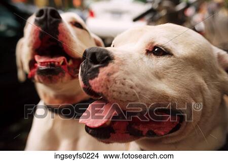 Pair of Pooches View Large Photo Image Picture - Pair of Pooches. Fotosearch