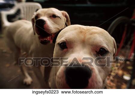 Pair of Pooches View Large Photo Image Stock Image - Pair of Pooches. Fotosearch