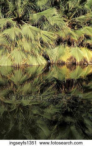 Palm Fronds Touching Clear Water View Large Photo Image Stock Image - Palm Fronds Touching Clear Water. Fotosearch