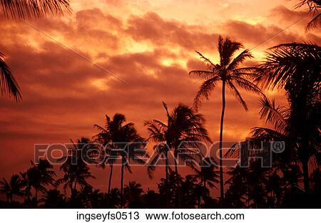 Palm Tree Forest View Large Photo Image Stock Image - Palm Tree Forest. Fotosearch
