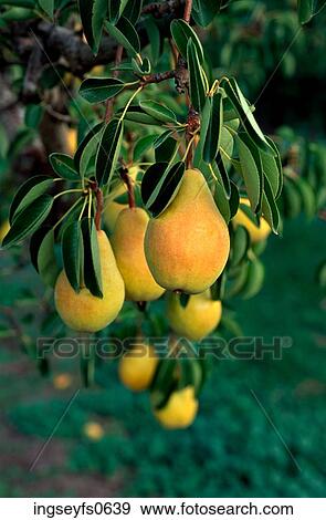 Pears on the Tree View Large Photo Image Stock Photo - Pears on the Tree. Fotosearch