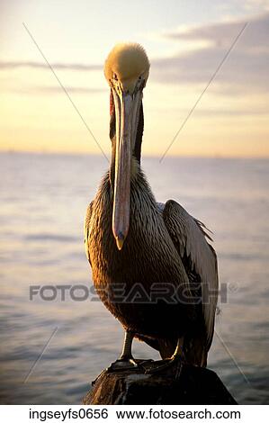 Pelican View Large Photo Image Stock Photograph - Pelican. Fotosearch