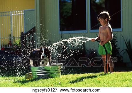 Pet Washing View Large Photo Image Stock Photo - Pet Washing. Fotosearch