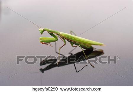 Stock Image - Praying Mantis. Fotosearch
