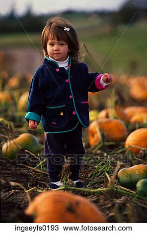 Pumpkin Patch View Large Photo Image Stock Image - Pumpkin Patch. Fotosearch