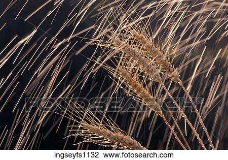 Rain Falling on Wheat View Large Photo Image Stock Image - Rain Falling on Wheat. Fotosearch
