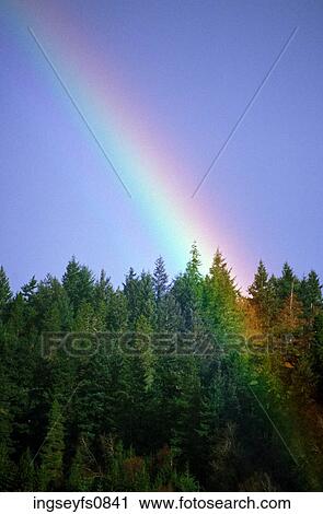 Rainbow Over Forest View Large Photo Image Stock Image - Rainbow Over Forest. Fotosearch