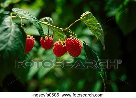 Rasberries on Bush View Large Photo Image Stock Photograph - Rasberries on Bush. Fotosearch