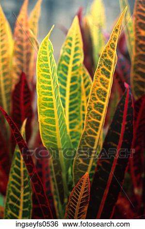 Red And Green Leaves View Large Photo Image Stock Photograph - Red And Green Leaves. Fotosearch