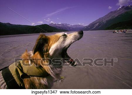 River Dog in Alaska View Large Photo Image Stock Photo - River Dog in Alaska. Fotosearch