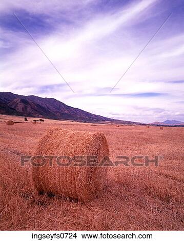 Rolls of Hay in Cache Valley Utah View Large Photo Image Picture - Rolls of Hay in Cache Valley Utah. Fotosearch