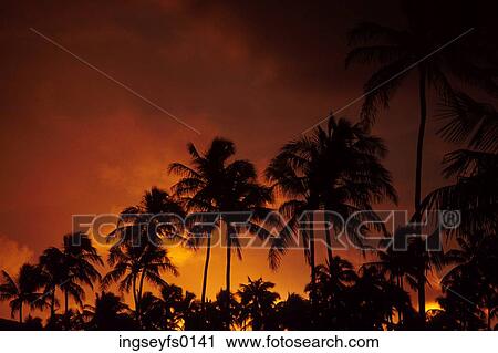 Stock Image - Row of Palms. Fotosearch