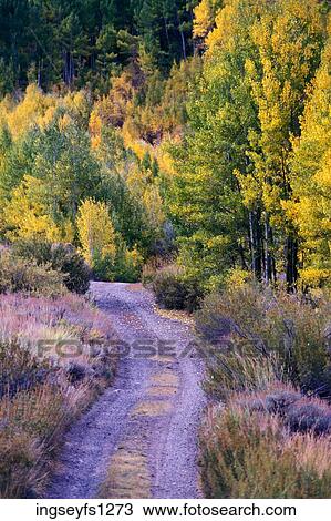Rural Dirt Road and Aspen Grove View Large Photo Image Stock Image - Rural Dirt Road and Aspen Grove. Fotosearch