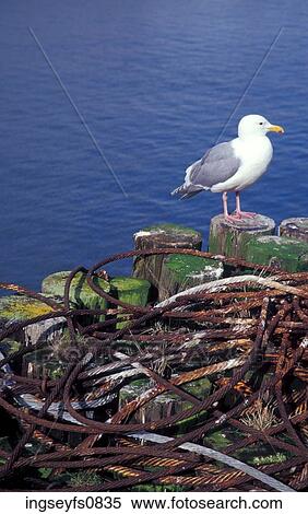 Stock Photography - Seagull by the Ocean. Fotosearch