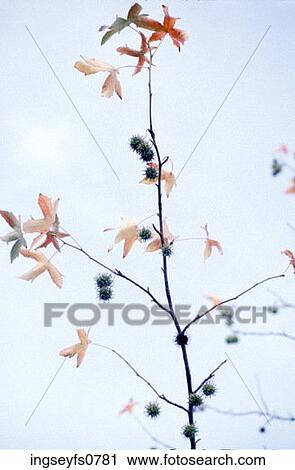 Small Autumn Tree View Large Photo Image Stock Image - Small Autumn Tree. Fotosearch