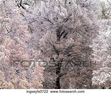 Snowy Branches View Large Photo Image Stock Image - Snowy Branches. Fotosearch