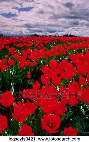 Stock Image - Stormy Sky over Flower Farm. Fotosearch