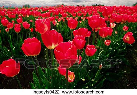 Stock Image - Stormy Sky over Flower Farm. Fotosearch