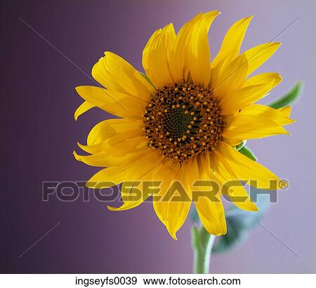 Sunflower View Large Photo Image Stock Photo - Sunflower. Fotosearch