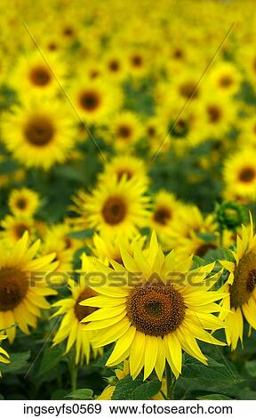 Sunflowers View Large Photo Image Stock Photo - Sunflowers. Fotosearch