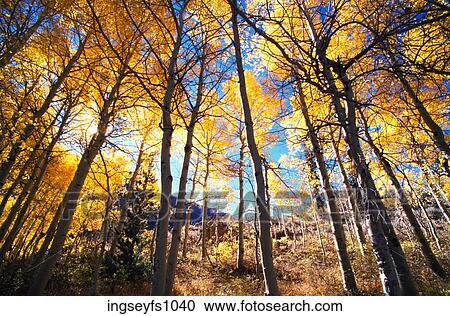Tall Aspen Trees View Large Photo Image Stock Image - Tall Aspen Trees. Fotosearch