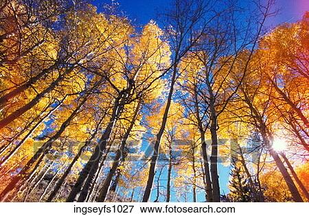 Tall Aspen Trees View Large Photo Image Stock Photo - Tall Aspen Trees. Fotosearch