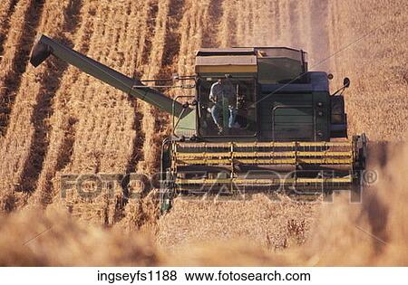 Threshing Wheat View Large Photo Image Stock Photo - Threshing Wheat. Fotosearch