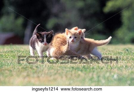 Tiny Kittens Playing View Large Photo Image Picture - Tiny Kittens Playing. Fotosearch