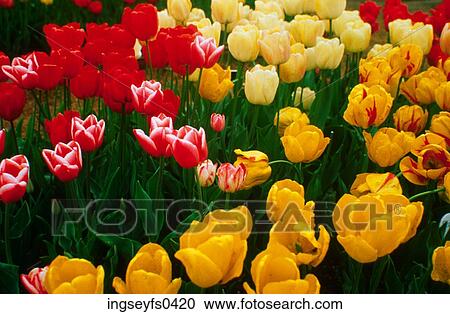 Stock Image - Tulip Farm. Fotosearch