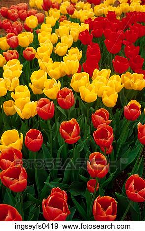 Tulip Farm View Large Photo Image Stock Photo - Tulip Farm. Fotosearch