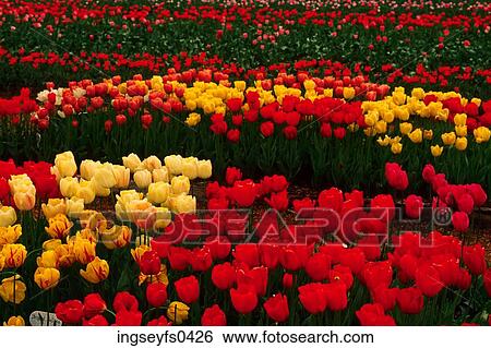Tulip Nursery View Large Photo Image Stock Photograph - Tulip Nursery. Fotosearch
