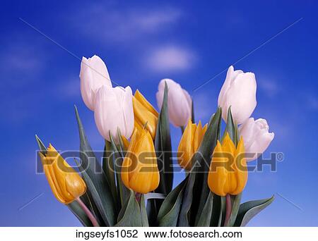Tulips in a Bunch View Large Photo Image Stock Image - Tulips in a Bunch. Fotosearch