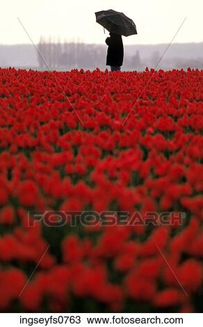 Stock Image - Walking with Umbrella Through Field of Flowers. Fotosearch