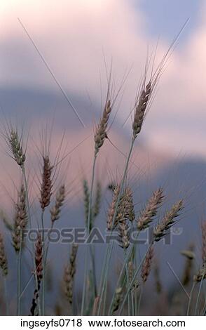 Wheat View Large Photo Image Stock Photo - Wheat. Fotosearch