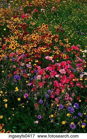 Stock Photo - Wildflowers. Fotosearch