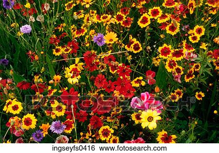 Wildflowers View Large Photo Image Stock Photograph - Wildflowers. Fotosearch