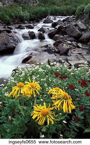 Wilting Flowers View Large Photo Image Stock Photography - Wilting Flowers. Fotosearch