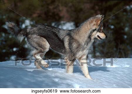 Wolf Dancing in Snow View Large Photo Image Stock Photo - Wolf Dancing in Snow. Fotosearch