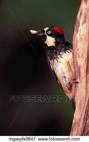 Stock Photo - Woodpecker on Tree. Fotosearch
